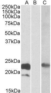 Cystatin 8 (aa 23-34) Antibody