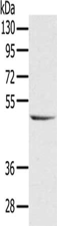 CYTH1 Antibody