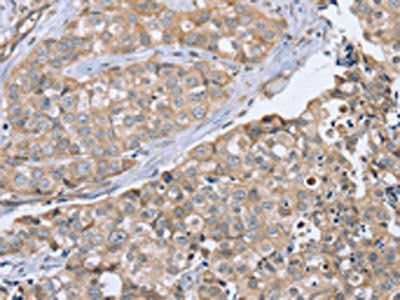 CYTH1 Antibody