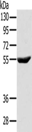 CYTH1 Antibody