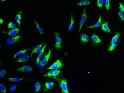 CYC1 Antibody