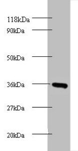 CYC1 Antibody