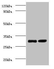 UQCRQ Antibody