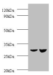 UQCRFS1 Antibody