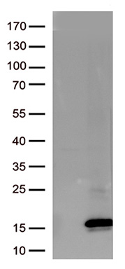 CYP26B1 Antibody