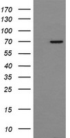Cytochrome P450 2E1 Antibody
