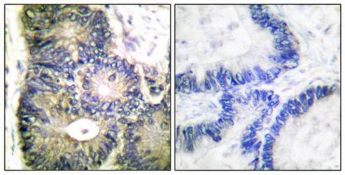 Cytochrome c Antibody