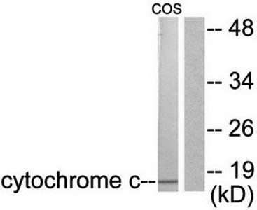 Cytochrome c Antibody