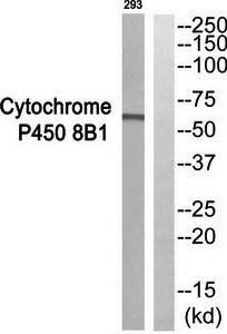 Cytochrome P450 8B1 Antibody