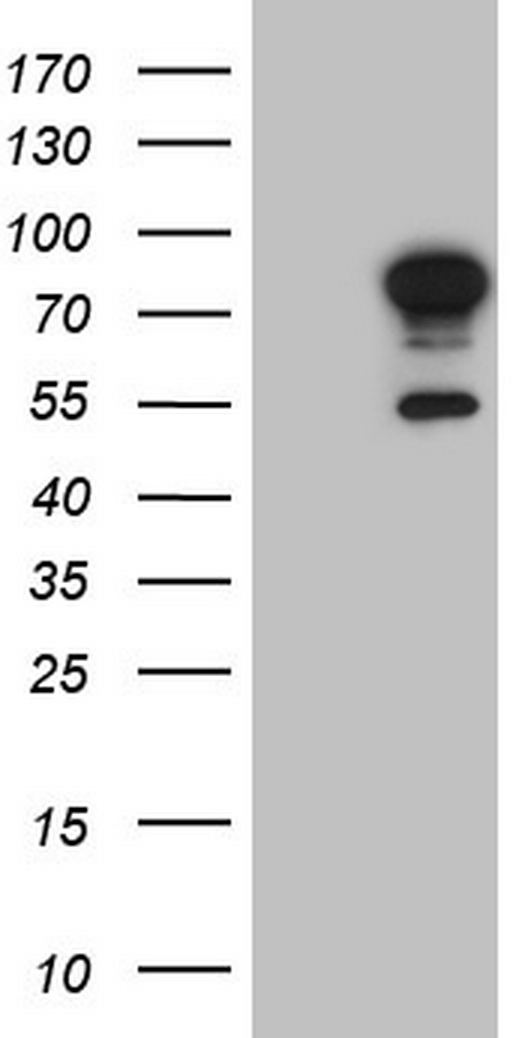KRT7 Antibody