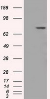 KRT8 Antibody