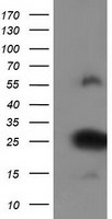 DYNC1LI1 Antibody