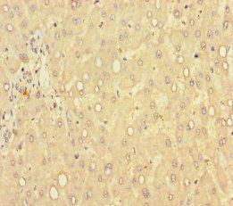 GLCE Antibody