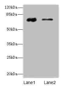 GLCE Antibody