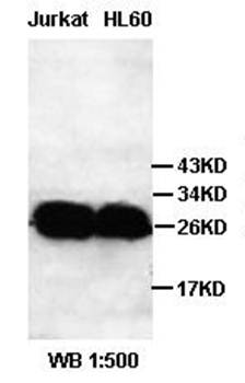 D4 GDI Rabbit Polyclonal Antibody