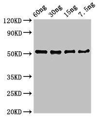 D8L Antibody