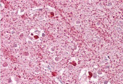 Goat anti-DAP3 Antibody