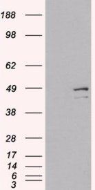 Goat anti-DAP3 Antibody