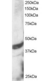 Goat anti-DAP3 Antibody