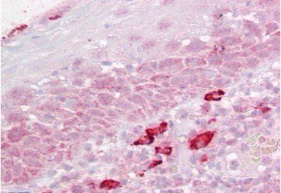 Goat anti-DAP3 Antibody