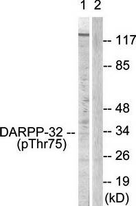 DARPP-32 (Phospho-Thr75) Antibody