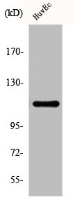 DAXX Antibody