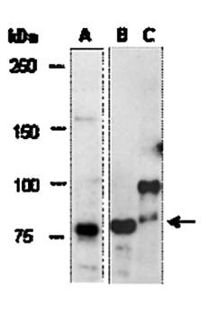 DCAMKL1 (M2) Antibody, Rabbit Polyclonal
