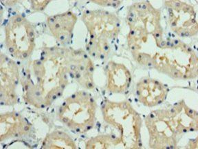 DCUN1D1 Antibody