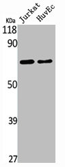 DCP1A Antibody