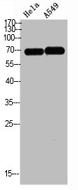 DCT Antibody