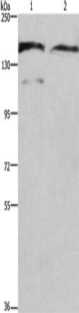DCTN1 Antibody