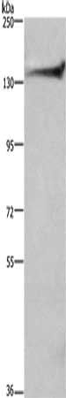 DCTN1 Antibody