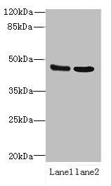 DCTN2 Antibody