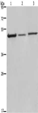 DCTN2 Antibody