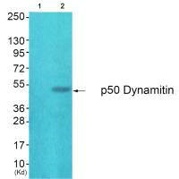 DCTN2 Antibody