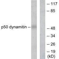 DCTN2 Antibody