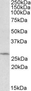DCUN1D1 Antibody