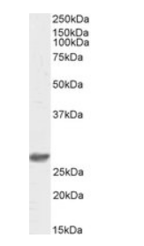 DCUN1D1, Biotinlyated Antibody