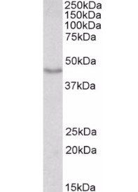 Doublecortin/DCX (aa232-242) Antibody