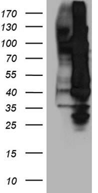 DDB2 Antibody