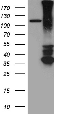 DDB2 Antibody