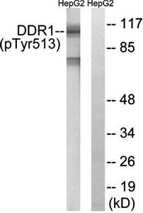 DDR1 (Phospho-Tyr513) Antibody