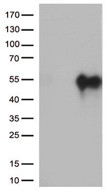 DDX19A Antibody