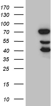 DDX19A Antibody