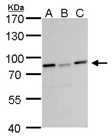 DDX3 antibody