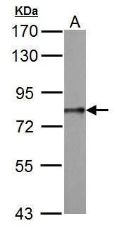 DDX3 antibody
