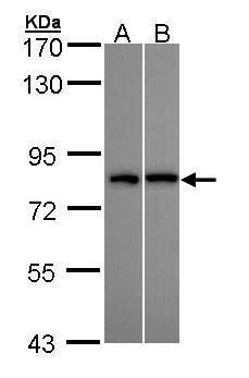 DDX3 antibody