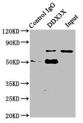 DDX3X Antibody