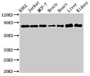 DDX3X Antibody