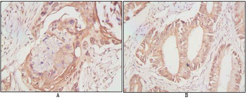 DDX4 Antibody